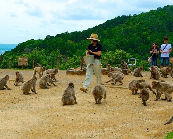 جاذبه های گردشگری کیوتو ژاپن Arashiyama-Monkey-Park