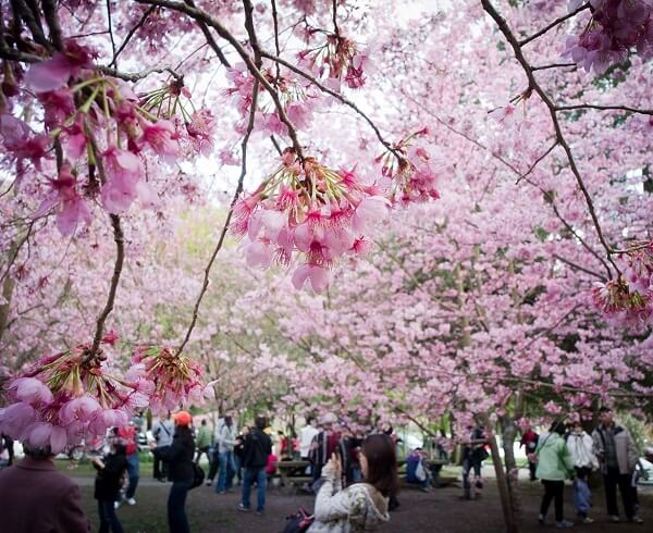 جاذبه های گردشگری کیوتو ژاپن Hanami