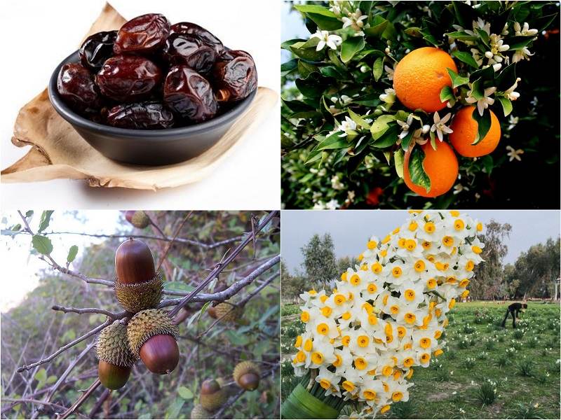 تور کازرون گردی سوغات و صنایع دستی کازرون و جاذبه های گردشگری کازرون