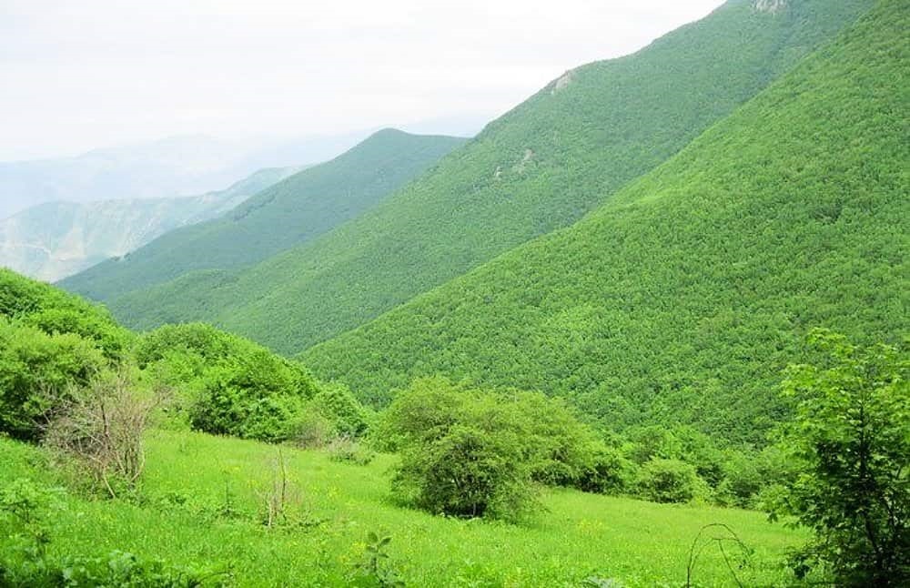 جنگل دیزمار طبیعتی بکر در دل آذربایجان شرقی جنگل دیزمار,جنگل دیزمار کلیبر,جنگل گردی در دیزمار