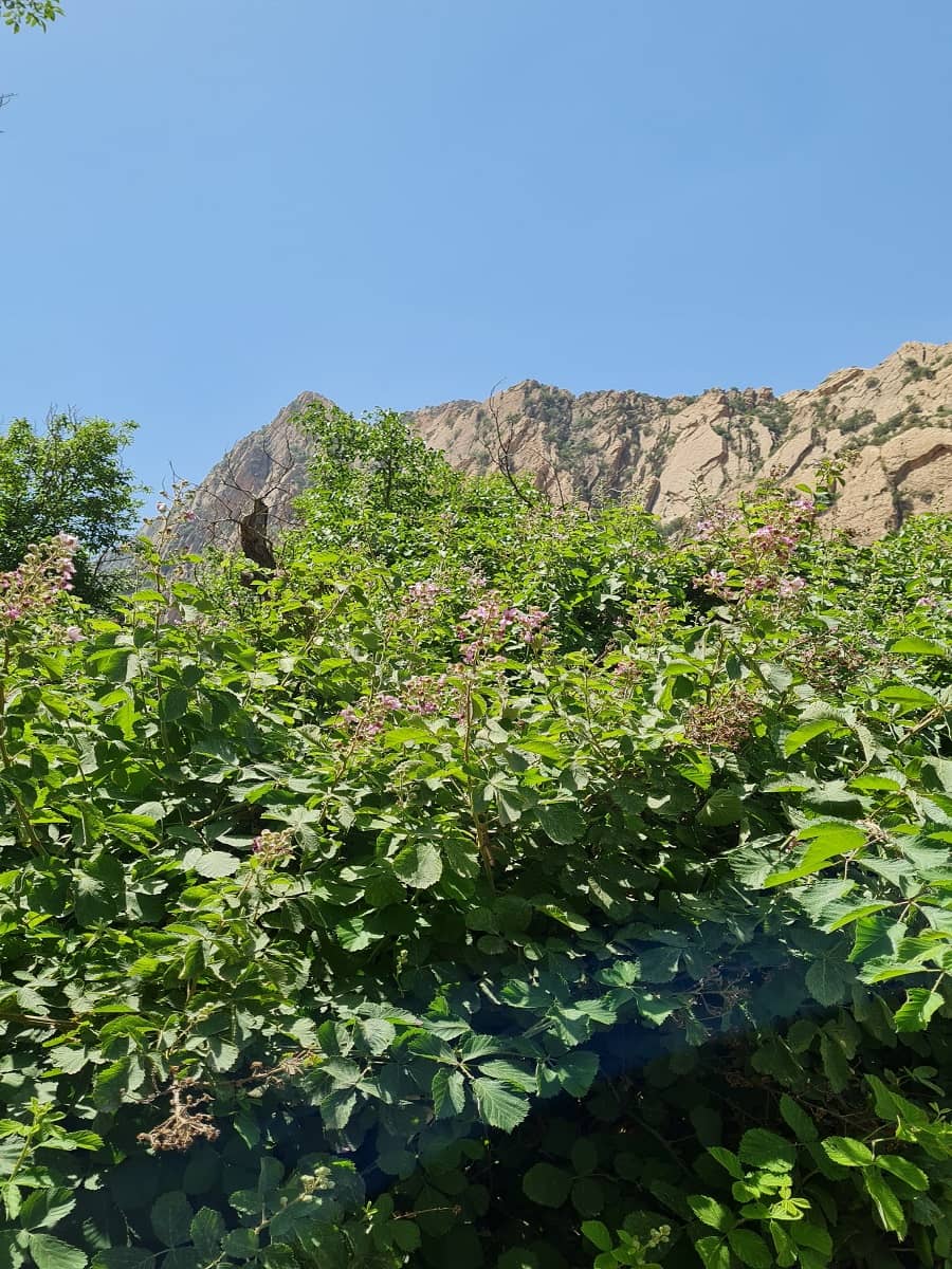 ریجاب کجاست؟ بهشتی پنهان در دل کوه های دالاهو کرمانشاه آبشار پیران,آبشار ریجاب,آتشکده ریجاب