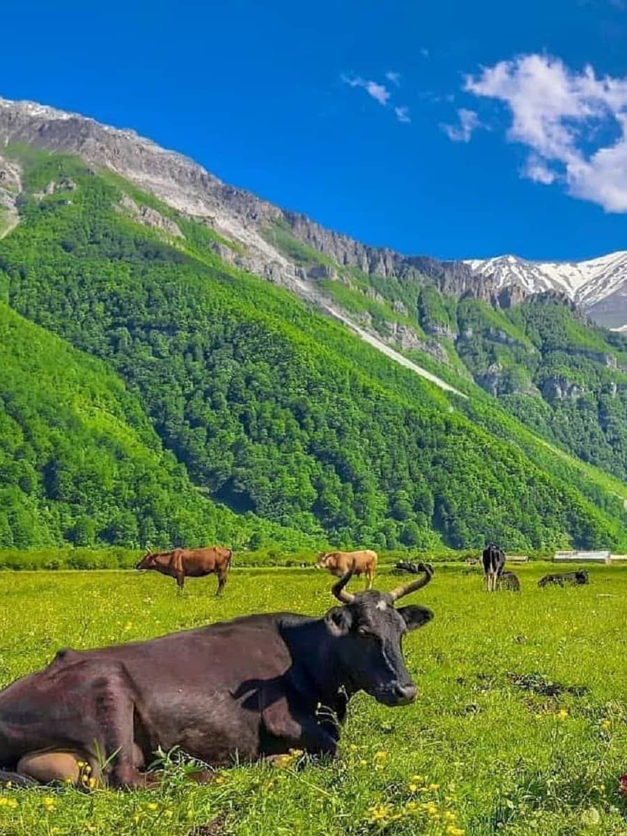 راهنمای سفر به دشت دریاسر؛ مسیر دسترسی و جاذبه ها آدرس دشت دریاسر,جاذبه های اطراف دریاسر,دشت دریاسر
